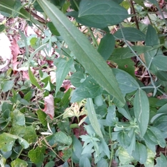 Boltonia asteroides