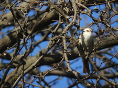 Cranioleuca pyrrhophia