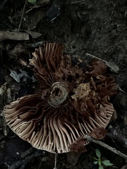 Cortinarius distans