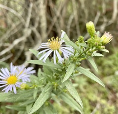 Symphyotrichum chilense