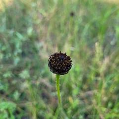 Helianthus radula
