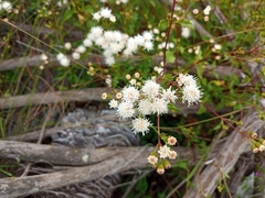 Ageratina glechonophylla