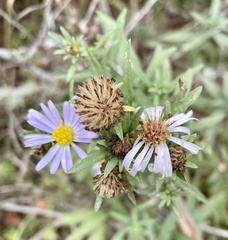 Symphyotrichum chilense