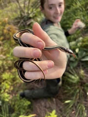 Thamnophis saurita septentrionalis