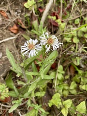 Symphyotrichum chilense