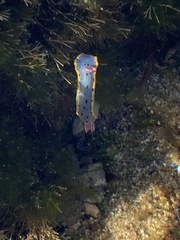 Hypselodoris bennetti