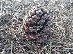 Pinus pinea
