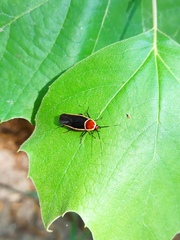 Pseudomops septentrionalis