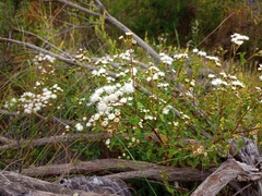Ageratina glechonophylla