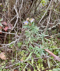 Symphyotrichum chilense