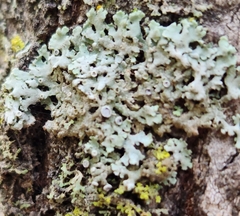 Physcia dubia