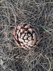 Pinus pinea