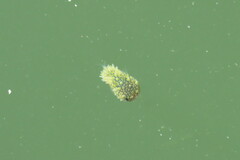 Chilomycterus schoepfii