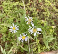 Symphyotrichum chilense