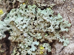 Physcia dubia