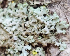 Physcia dubia