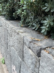 Sceloporus grammicus