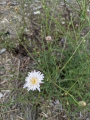 Malacothrix saxatilis