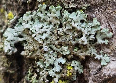 Physcia dubia