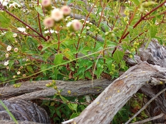 Ageratina glechonophylla