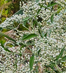 Eupatorium serotinum