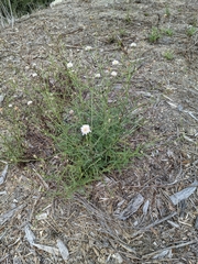 Malacothrix saxatilis