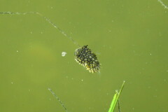 Chilomycterus schoepfii