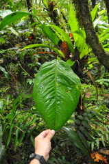 Anthurium coclense