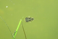 Chilomycterus schoepfii