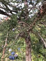 Juniperus