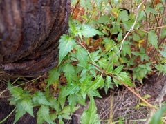 Ageratina glechonophylla