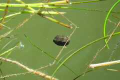 Acanthostracion quadricornis