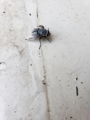 Calliphora vicina