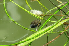 Acanthostracion quadricornis