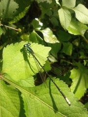 Anisagrion