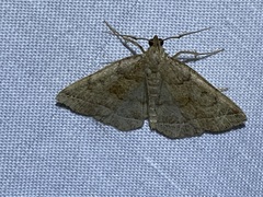 Zanclognatha jacchusalis