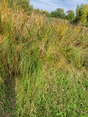 Sporobolus michauxianus