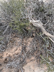 Cercocarpus intricatus
