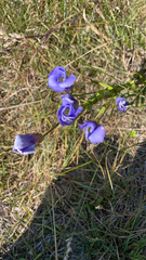 Gentianopsis virgata