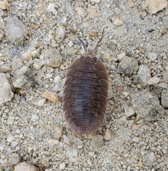 Porcellio dilatatus