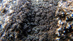 Lichinaceae