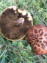 Suillus spectabilis