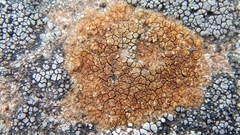 Acarospora fuscata