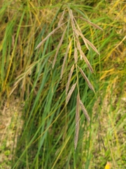 Sporobolus michauxianus