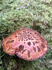 Suillus spectabilis