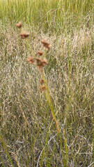 Juncus torreyi