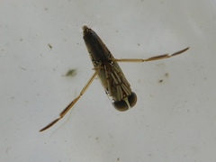 Anisops assimilis
