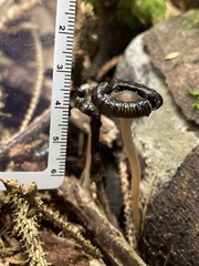 Coprinopsis atramentaria