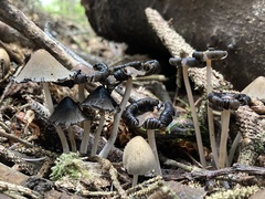 Coprinopsis atramentaria