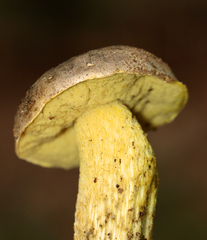 Retiboletus